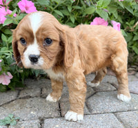 Mario Male AKC Cavalier $1895