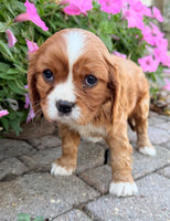 Mario Male AKC Cavalier $1895