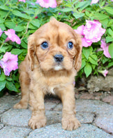 Dexter Male AKC Cavalier $1750