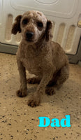Archie Male F1 Cavapoo $850