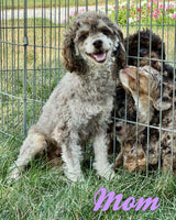 Bubbles Male F1B Cavapoo $950