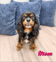 Reese Female Cavapoo $1600