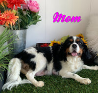 Mickey Male F1B Cavapoo $850