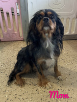 Archie Male F1 Cavapoo $850
