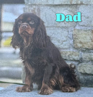Bubbles Male Cavapoo $950