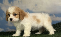 Cavapoo