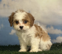 Cavapoo