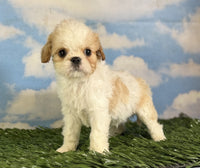 Cavapoo