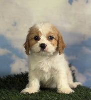 Cavapoo