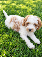 Lonnie Male F1 Cavapoo $700