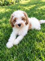 Lonnie Male F1 Cavapoo $700