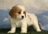 Cavapoo