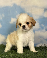 Cavapoo