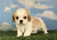 Cavapoo