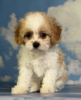 Cavapoo