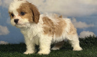 Cavapoo