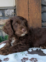 Cavapoo