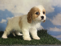 Cavapoo
