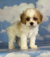 Cavapoo