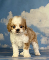 Cavapoo