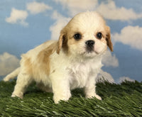 Cavapoo