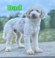Tiny Male Cavapoo $1600