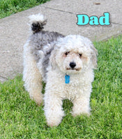 Sarah Female F1B Cavapoo $850