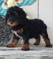 Cavapoo