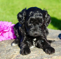 Gibbs Male Cavapoo $950