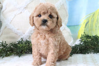 Cavapoo