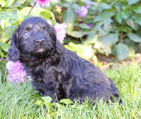 Fifi Female Cavapoo $950