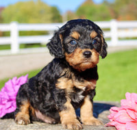 Frankie Male Cavapoo $1350