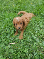 Chester Male Cavapoo $895