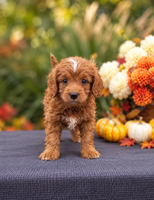 Chester Male Cavapoo $895