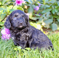 Fifi Female Cavapoo $950