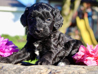 Gibbs Male Cavapoo $950
