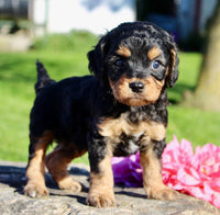 Frankie Male Cavapoo $1350