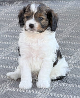 Cavapoo