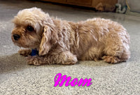 Sarah Female F1B Cavapoo $850