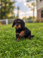 Charlie Male Cavapoo $895