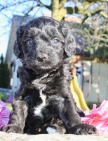 Gibbs Male Cavapoo $950