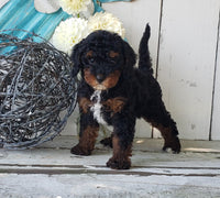 Cavapoo