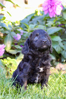 Fifi Female Cavapoo $950