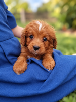 Chester Male Cavapoo $895