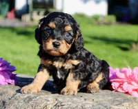 Frankie Male Cavapoo $1350
