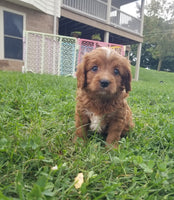 Chester Male Cavapoo $895