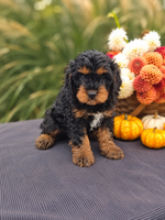 Charlie Male Cavapoo $895