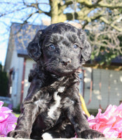 Gibbs Male Cavapoo $950
