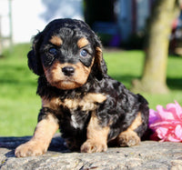 Frankie Male Cavapoo $1350