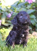 Fifi Female Cavapoo $950